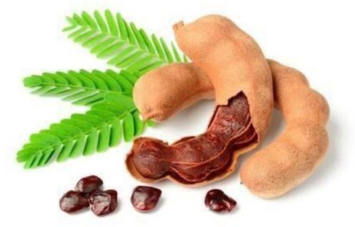 Raw Organic Tamarind Pods For Cooking