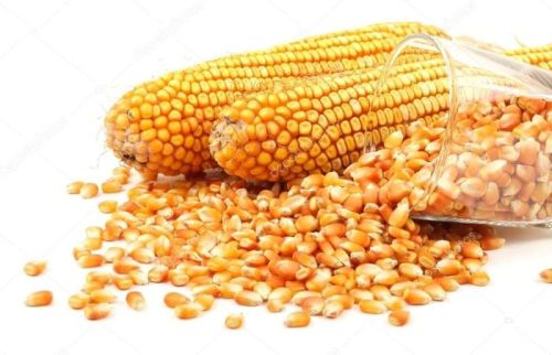 Organic Maize For Making Popcorn, Human Food, Cattle Feed, Bio-fuel Application, Animal Food