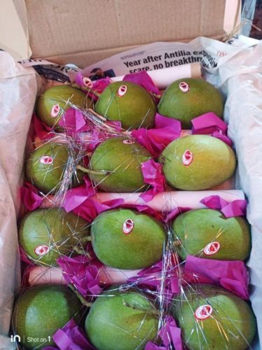 Natural Alphonso Mango For Juice Making, Direct Consumption