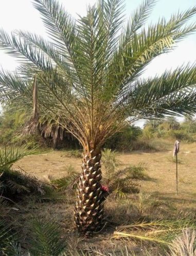 HDPE Decorative Plants For Hotel, Mall, Party