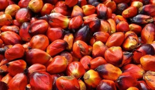 Palm Nut For Oil, Herbal Formulation, Cooking, Ayurvedic Formulation