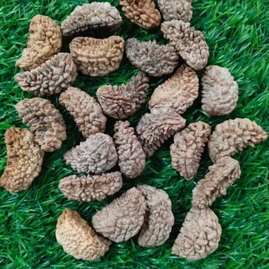 1 Mukhi Rudraksha Beads Standard, Packaging Type : Brown