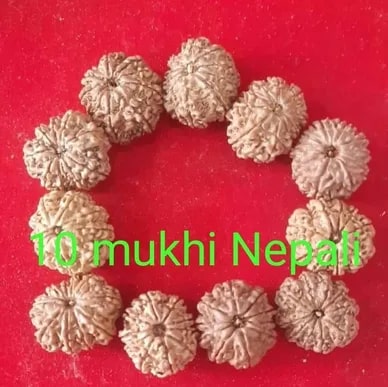 10 Mukhi Rudraksha Beads Standard, Packaging Type : Brown