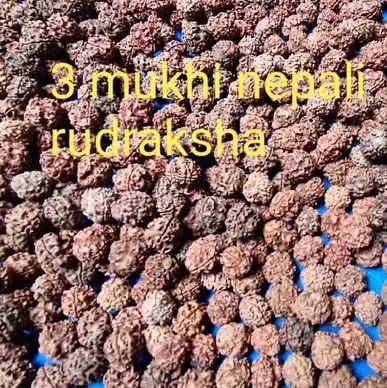 3 Mukhi Rudraksha Beads For Religious