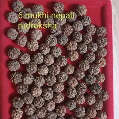 6 Mukhi Rudraksha Beads For Religious