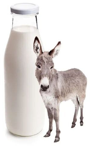 Fresh Donkey Milk For Medicine Use