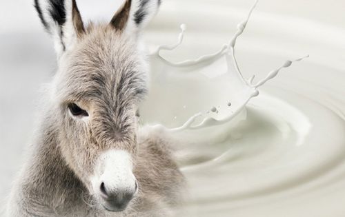 Pure Donkey Milk For Medicine Use