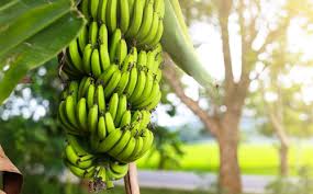 Organic Banana, Packaging Size : 10 Kg