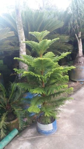 Palm Plant for Outdoor Indoor