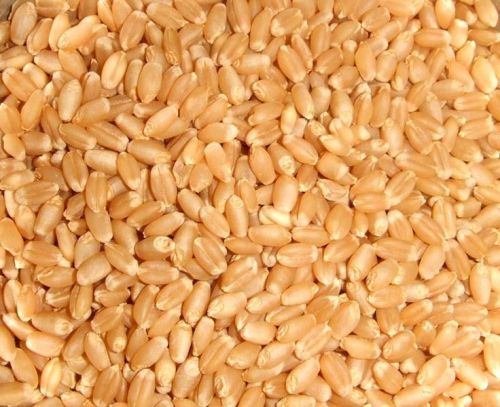 Natural Wheat Seeds For Chapati