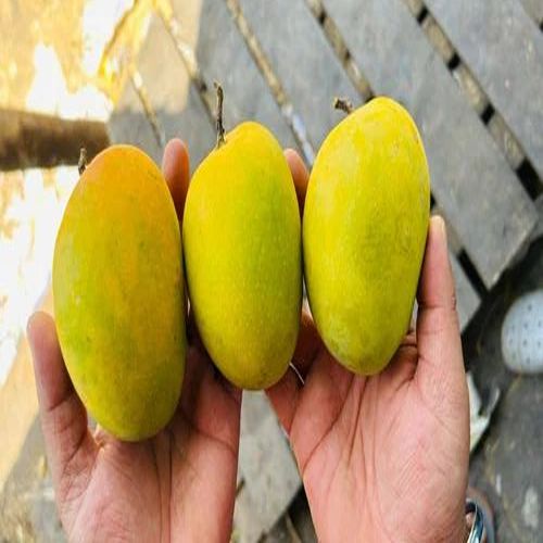 Natural Devgad Alphonso Mango For Juice Making, Direct Consumption