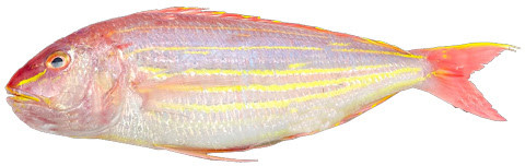 Frozen Japanese Threadfin Bream Fish For Human Consumption