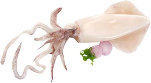 Frozen Squid, Packaging Type : Vacuum Pack