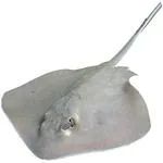 Frozen Stingray Fish For Human Consumption