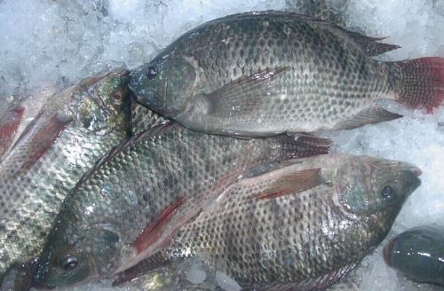 Frozen Tilapia Fish For Human Consumption