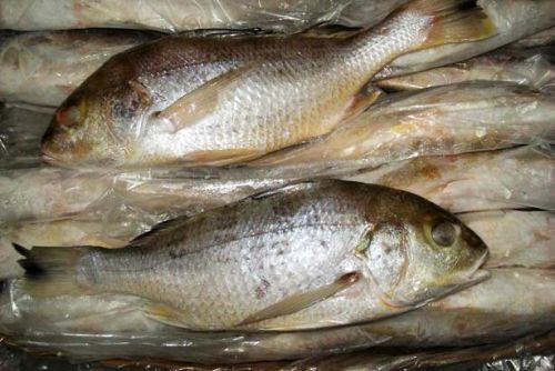 Frozen White Snapper Fish For Human Consumption