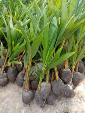 Coconut Plants, Color : Green