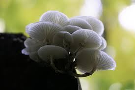 Hydro Fungus Mushroom, Packaging Type : Plastic Bag