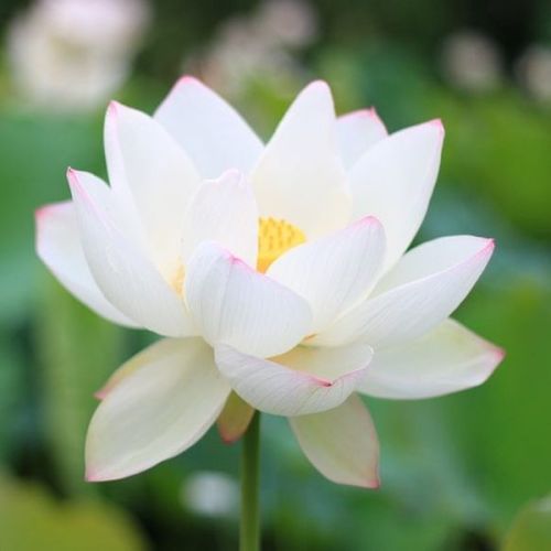 Organic Fresh White Lotus Flower For Garlands, Vase Displays