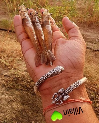 Shrimp Fish, Color : White