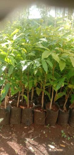 Gaya Sanagalensis Plants For Gifting, Gardening