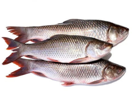 Fresh Rohu Fish Preserved, Freezing Process : Cold Storage