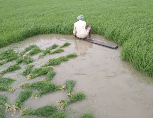 HERALLD brand By Hand ✋ Paddy Seed, Color : Green