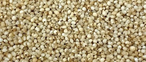 Barnyard Millet - Semi Polished