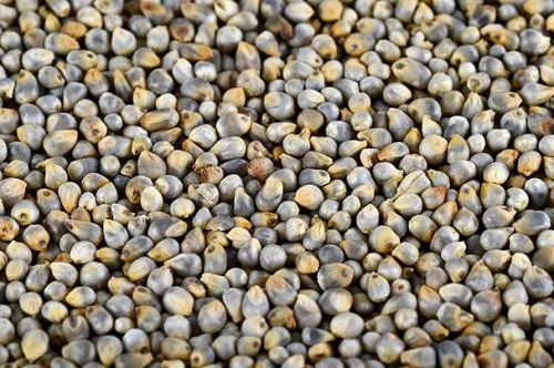 MMM Fine Processed Natural Pearl Millet for Cooking