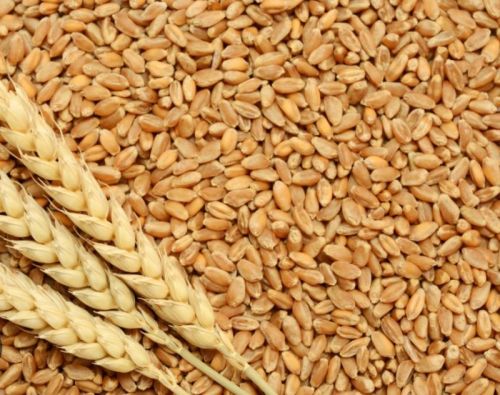  Organic Wheat Grain for Making Bread, Cooking, Cookies, Bakery Products