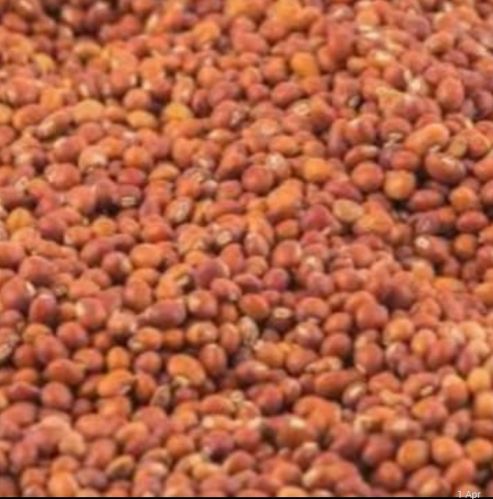 Pigeon Pea Seeds, Packaging Type : 50kg Bag, Purity : 98%