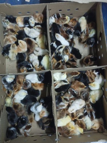 Country Chicken Chicks For Meat