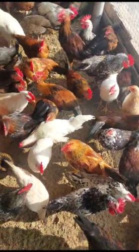 Pure Desi Murgi For Meat