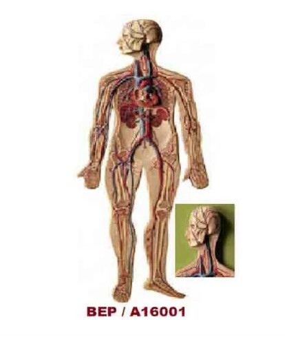 Circulatory System ( BEP/A16001 ) For Science Laboratory