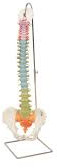 Didactic Flexible Vertebral Column With Pelvis