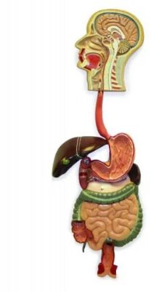 Digestive System ( BEP/A12001 ) For Science Laboratory