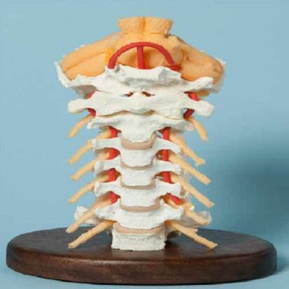 Human Cervical Spinal Column ( BEP-133 )