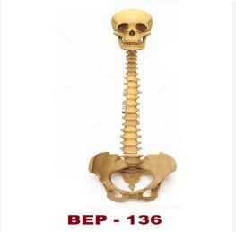 Human Vertebral Column With Skull ( BEP-136 )