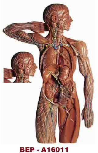 Lymphatic System ( BEP/A16011 ) For Science Laboratory