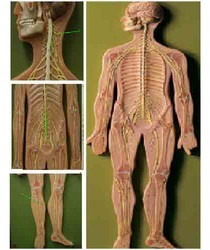 Nervous System ( BEP/A18101 ) For Science Laboratory