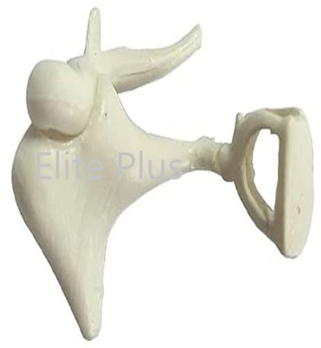Non Polished PVC Auditory Bones, Enlarged For Educational Use, Hospital, Nursing Collage, School, Collage