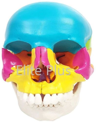 Didactic Human Skull 22 Parts For Hospital, Nursing Collage, School, Collage