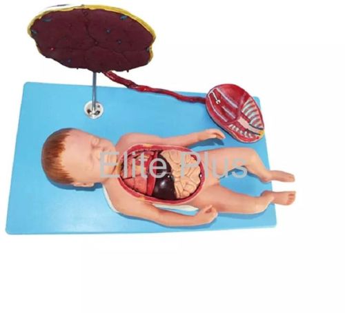 Fetus With Viscus and Placenta For Nursing Training