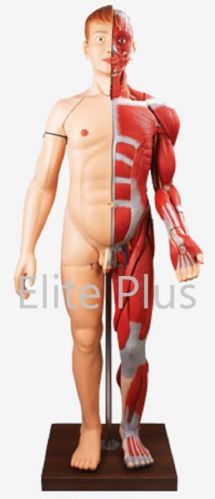 Full Size Human Body Muscles With Internal Organs (170 Cm)