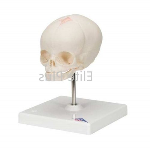 Full Term Fetus Skull Model With Stand