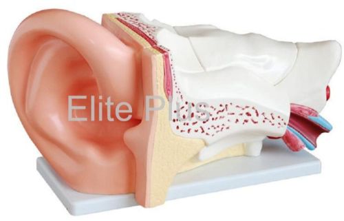 Ear Model New Style Giant Size For Hospital, Laboratory, Medical Collage