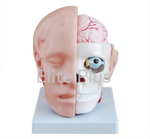 PVC Head With Brain For Hospital, Nursing Collage, School, Collage