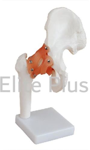 XC Non Polished PVC Hip Joint For Educational Use, School, Hospitals, Nursing Collage, Collage