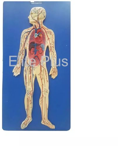 PVC Human Circulatory System For School, Science Laboratory, Hospital, Nursing Collage, School, Collage