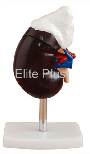 Human Kidney With Adrenal Gland For Educational Use